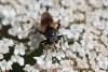 235641 – Photo : Marc Solari – France (68)